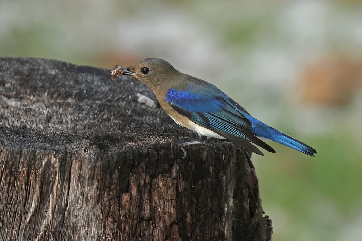 Blue-and-white Flycatcher - ML645595689