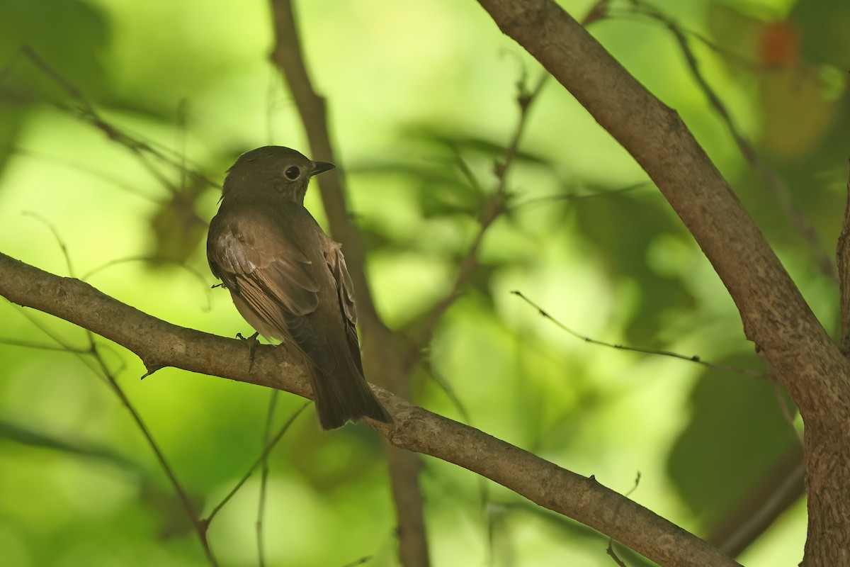 Blue-and-white Flycatcher - ML645595690