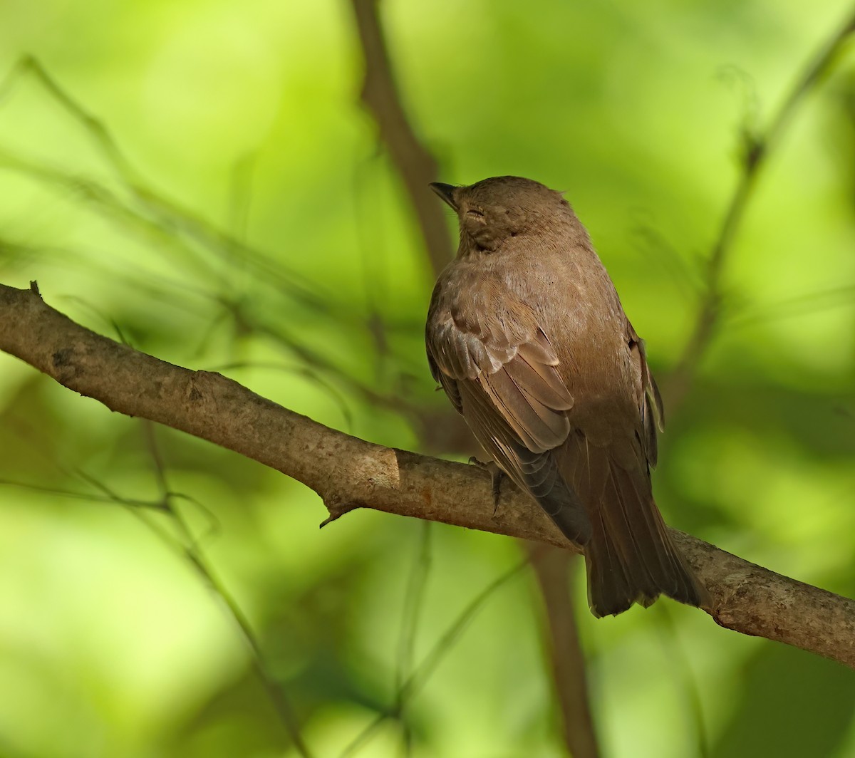Blue-and-white Flycatcher - ML645595691