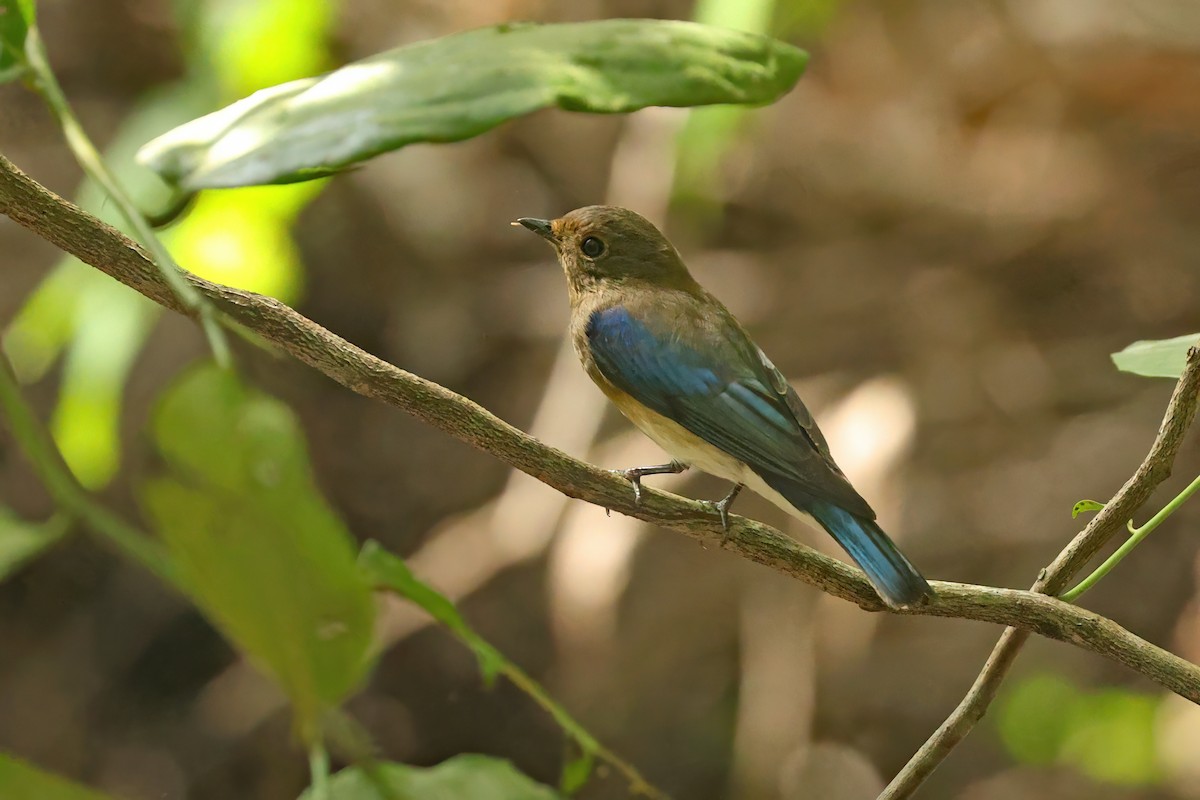 Blue-and-white Flycatcher - ML645595692