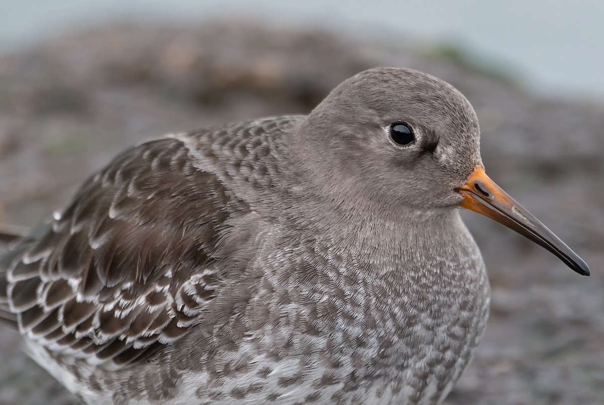 Purple Sandpiper - ML645595693