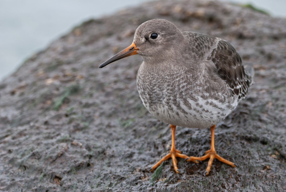 Purple Sandpiper - ML645595694