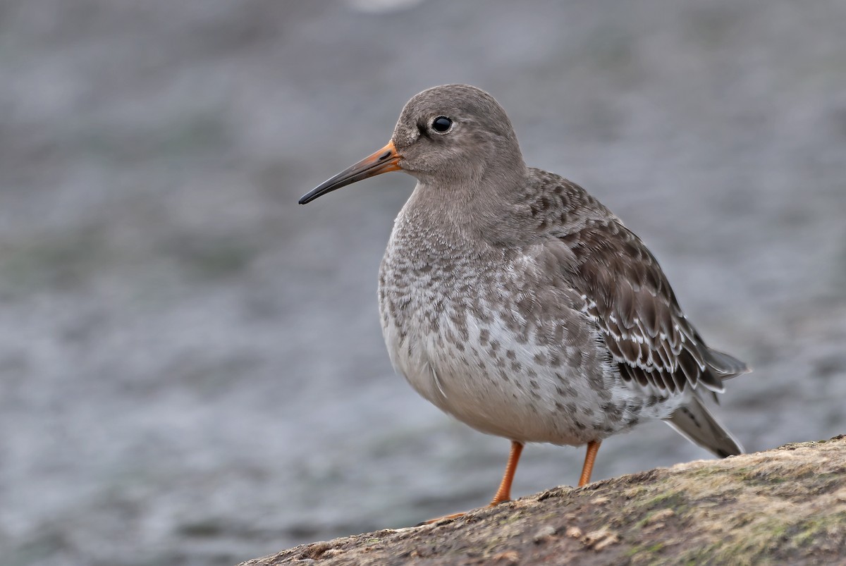 Purple Sandpiper - ML645595695