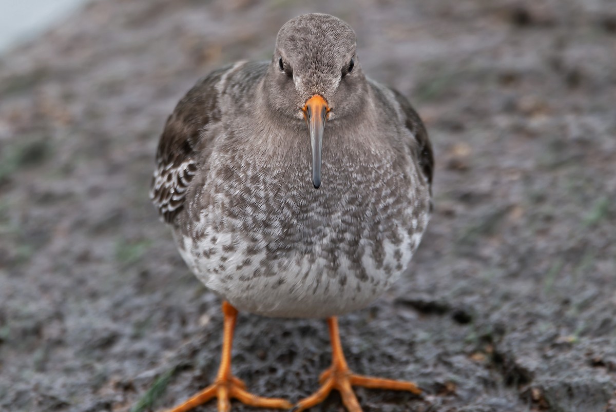 Purple Sandpiper - ML645595696