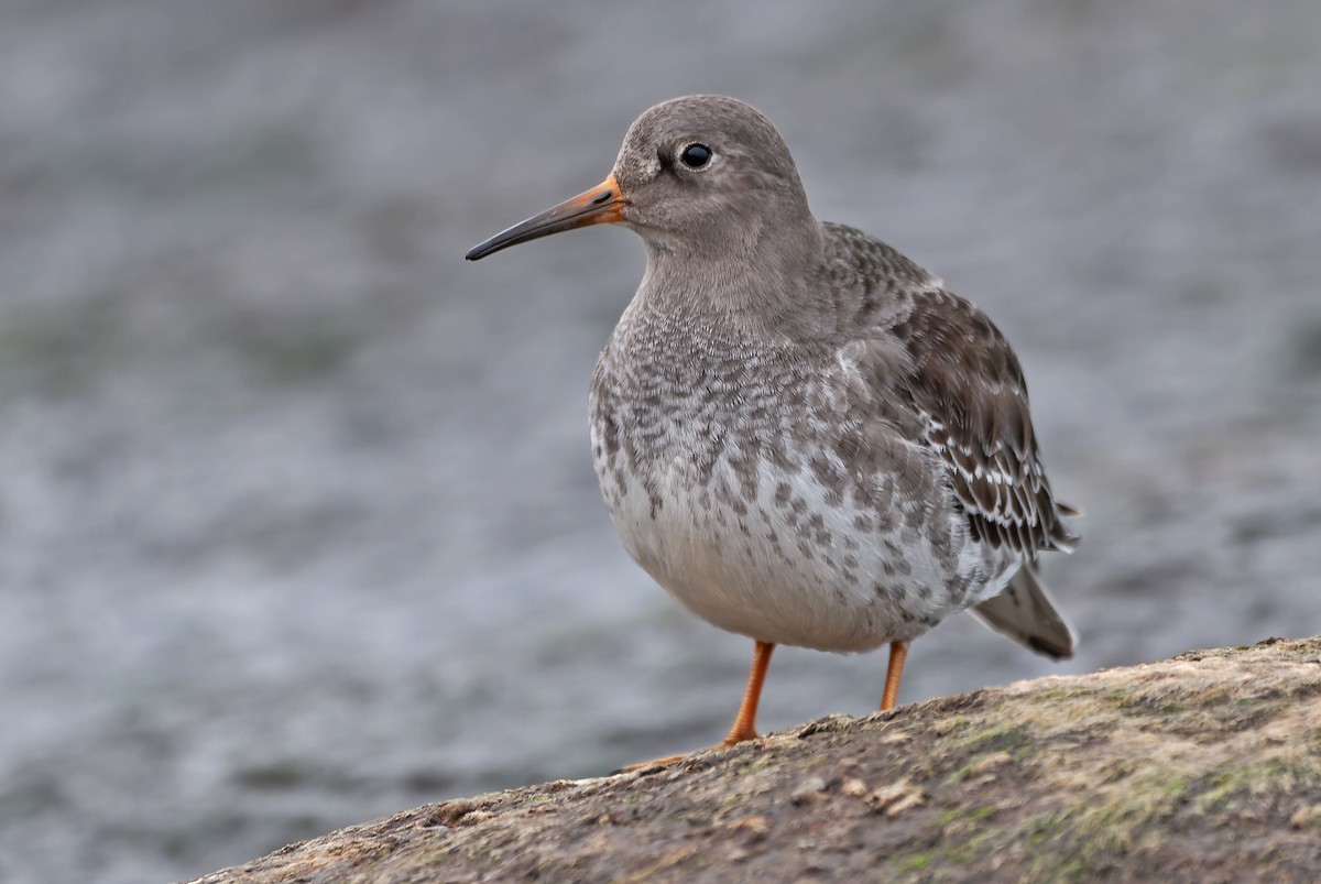 Purple Sandpiper - ML645595697