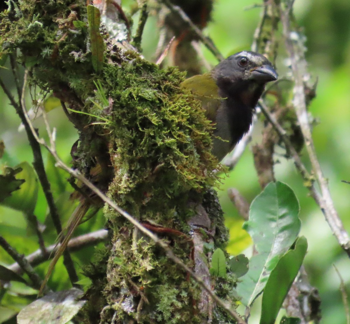 Black-headed Saltator - ML645595702