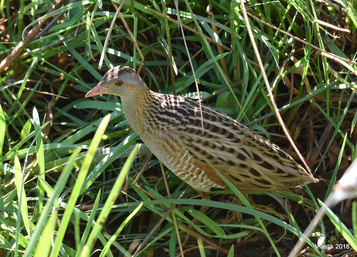 Corn Crake - ML645595705