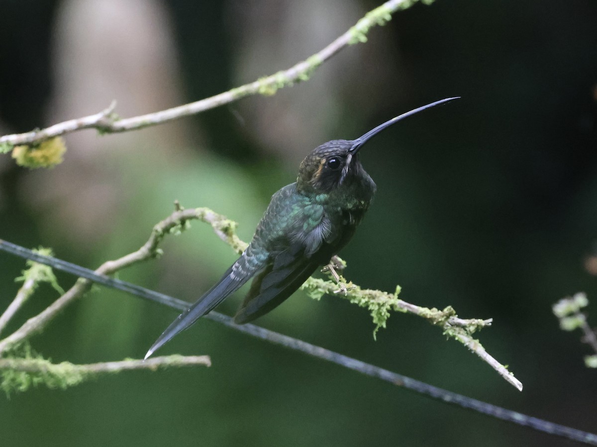 White-whiskered Hermit - ML645595706