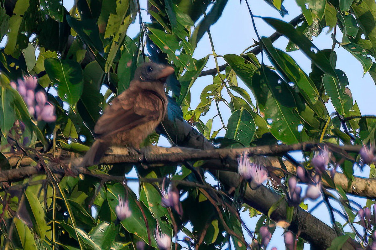 Naked-faced Barbet - ML645595708