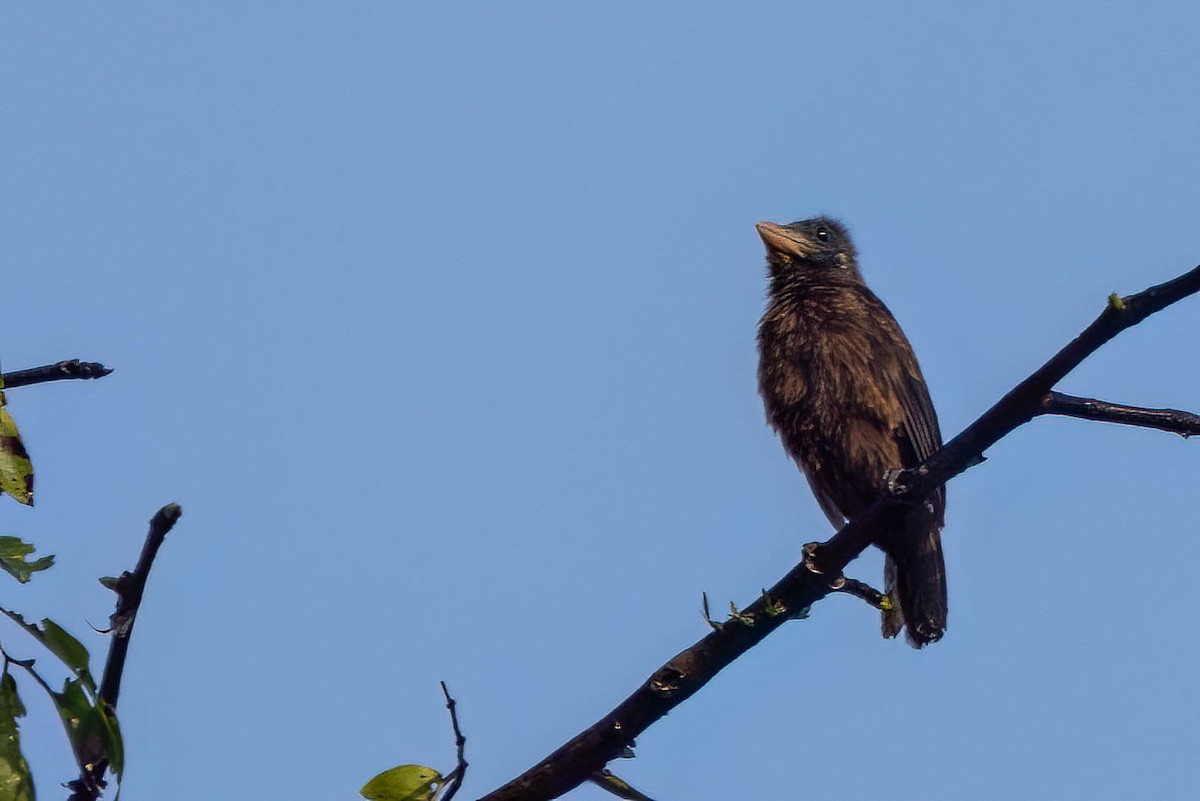 Naked-faced Barbet - ML645595709