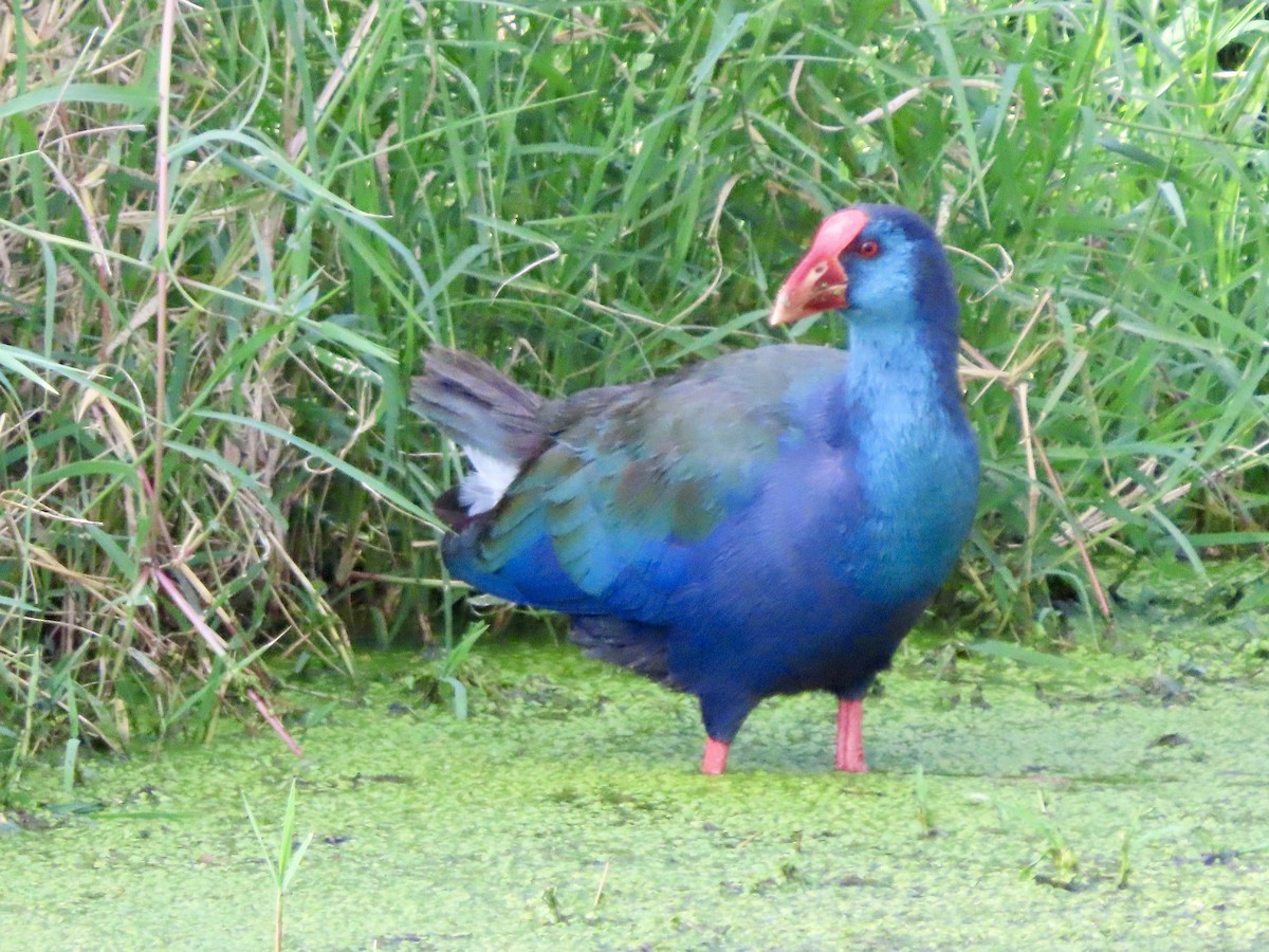 African Swamphen - ML645595711