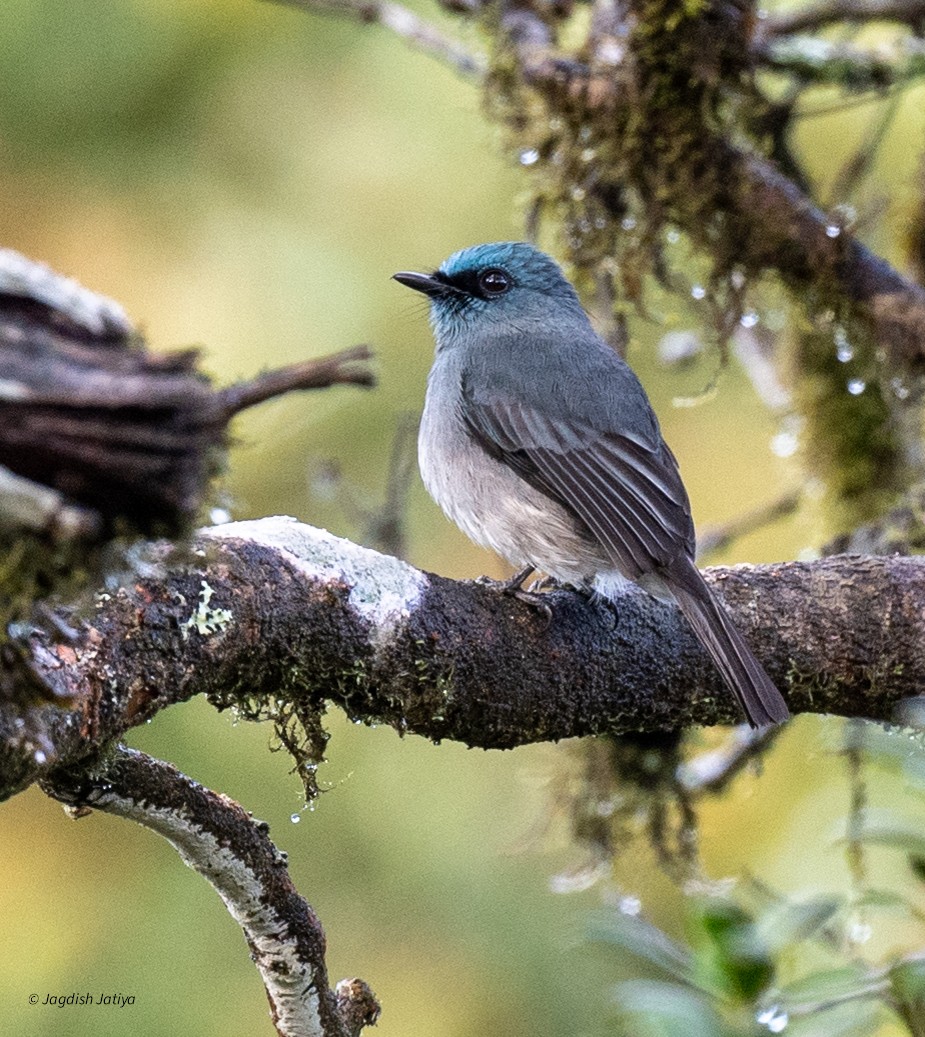 Dull-blue Flycatcher - ML645595714