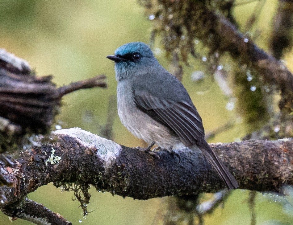 Dull-blue Flycatcher - ML645595715