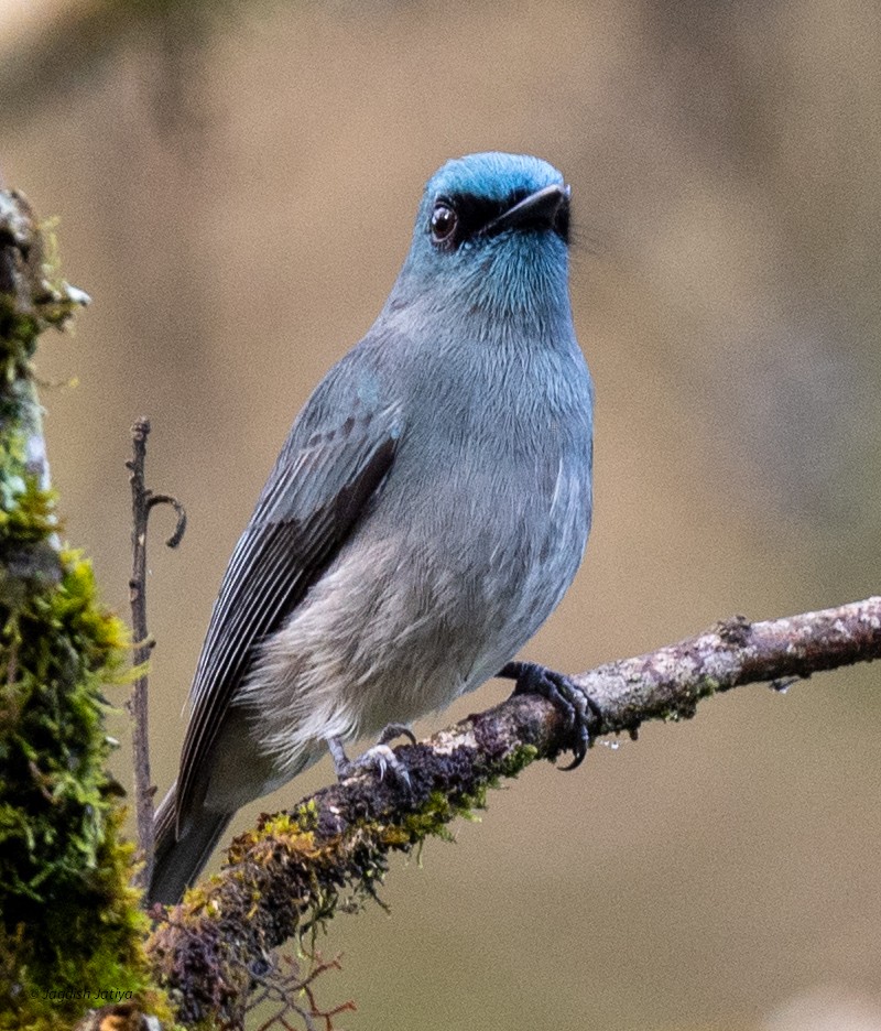 Dull-blue Flycatcher - ML645595716