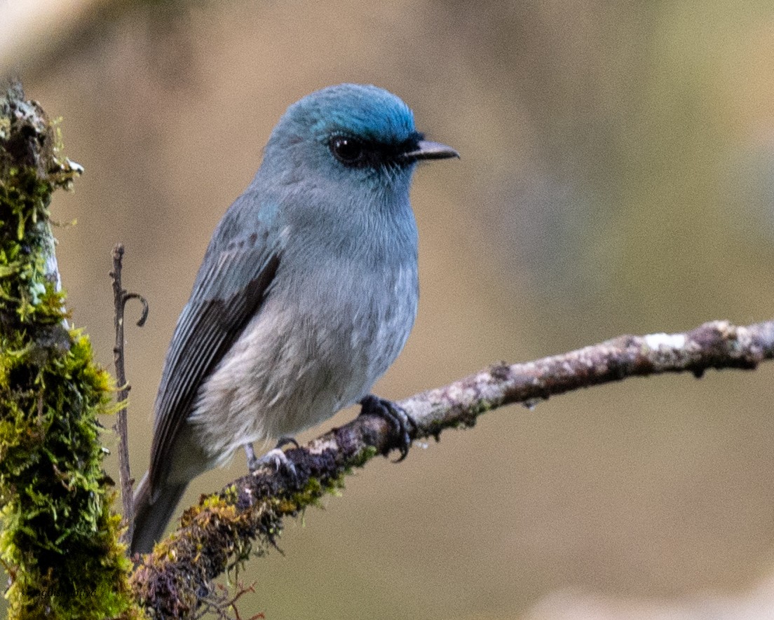 Dull-blue Flycatcher - ML645595717
