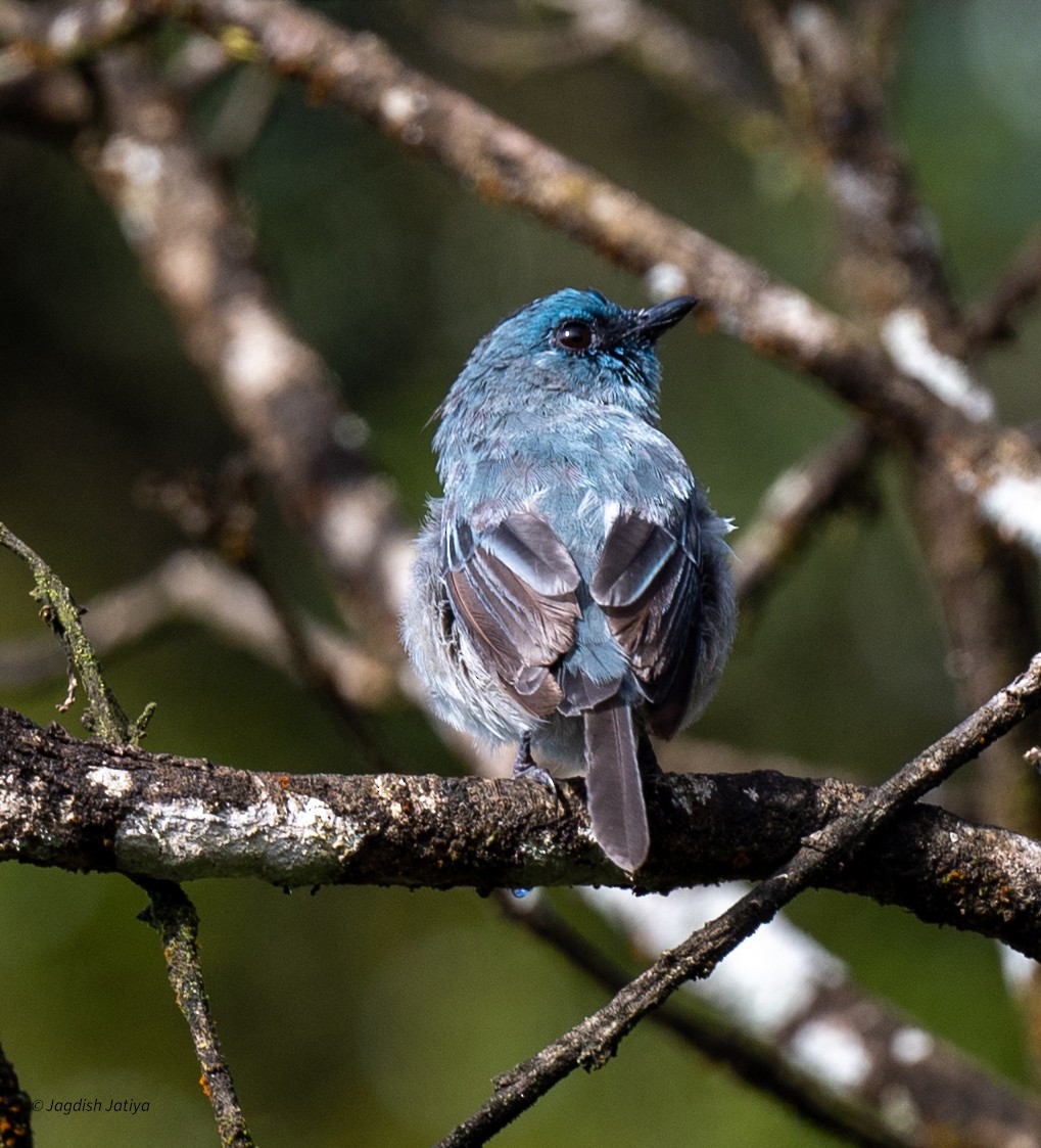 Dull-blue Flycatcher - ML645595718