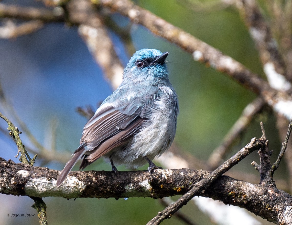 Dull-blue Flycatcher - ML645595719