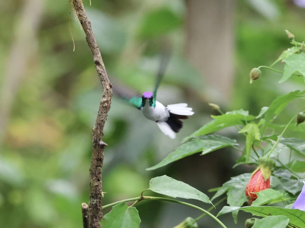 Purple-crowned Fairy - ML645595721