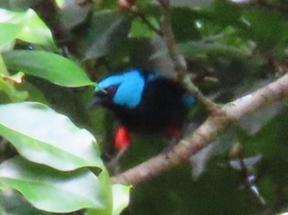 Scarlet-thighed Dacnis - ML645595724