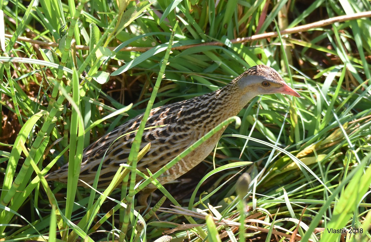 Corn Crake - ML645595725