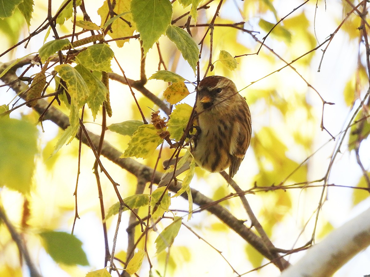 gråsisik (cabaret) (brunsisik) - ML645595726