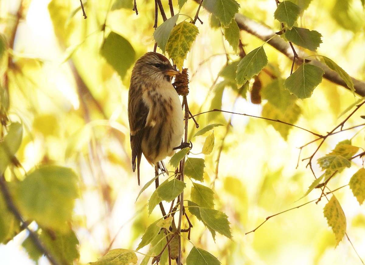 gråsisik (cabaret) (brunsisik) - ML645595735