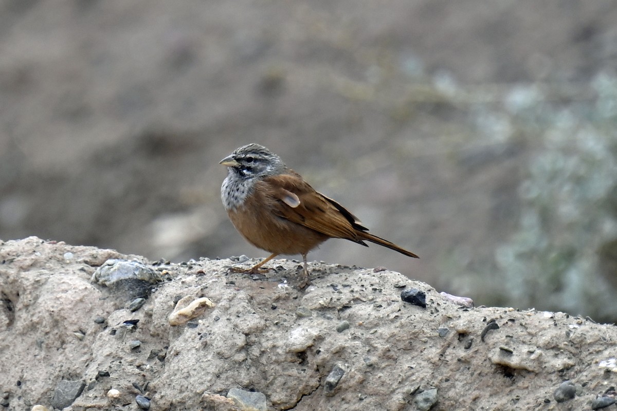 House Bunting - ML645595737