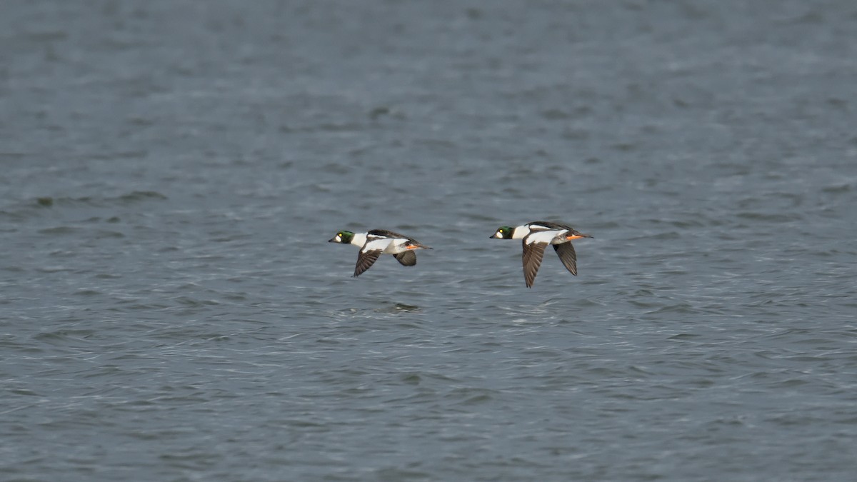 Common Goldeneye - ML645595740