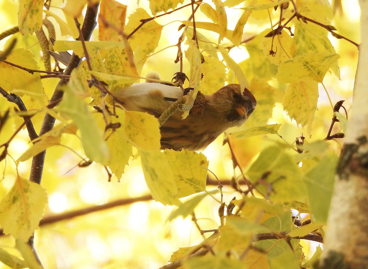 gråsisik (cabaret) (brunsisik) - ML645595741