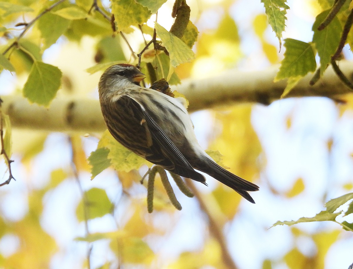 gråsisik (cabaret) (brunsisik) - ML645595743