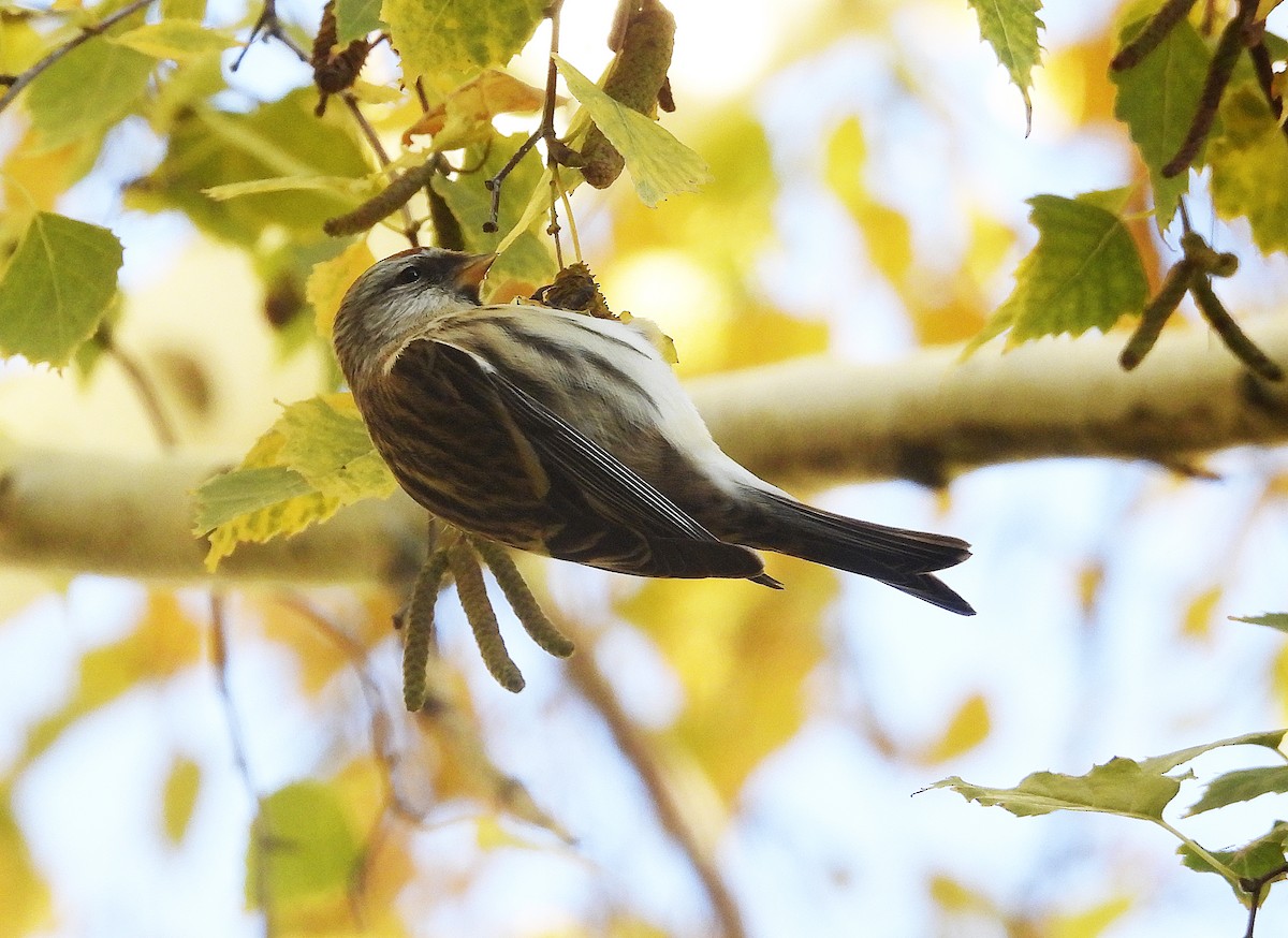 gråsisik (cabaret) (brunsisik) - ML645595753