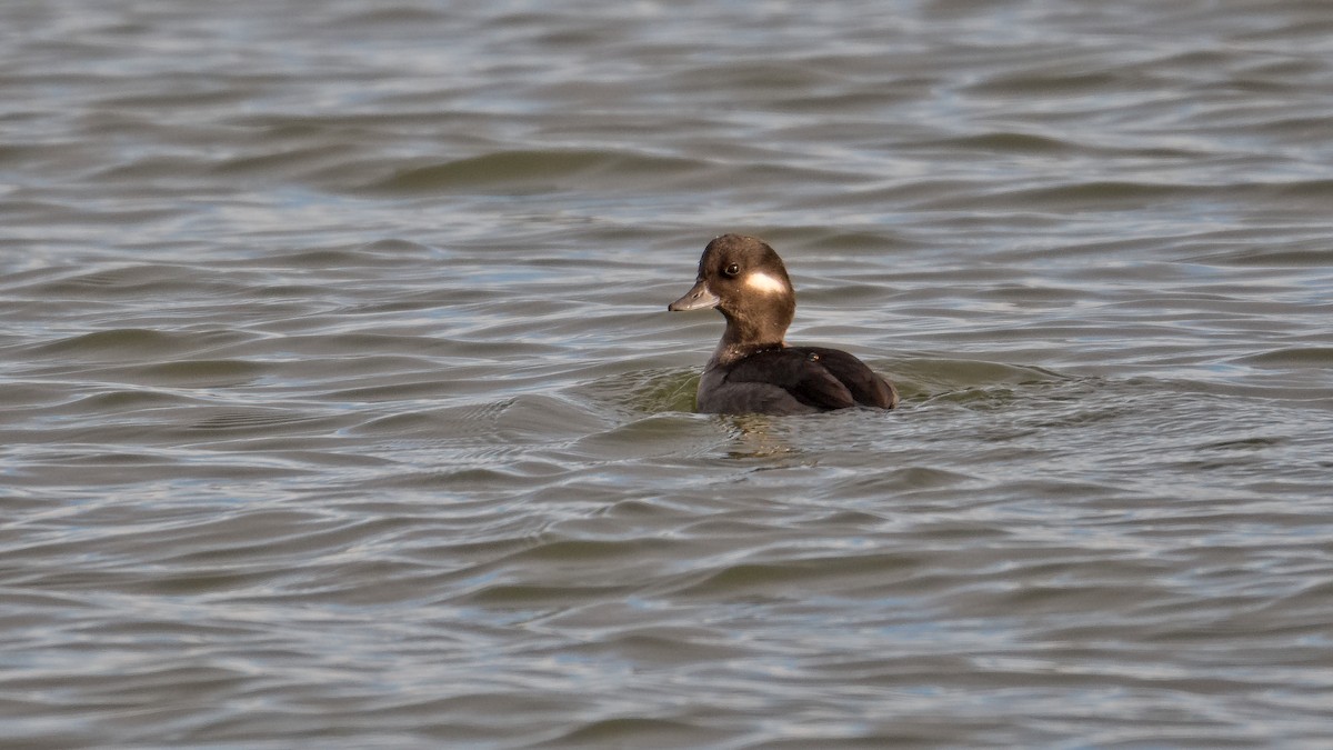 Bufflehead - ML645595754