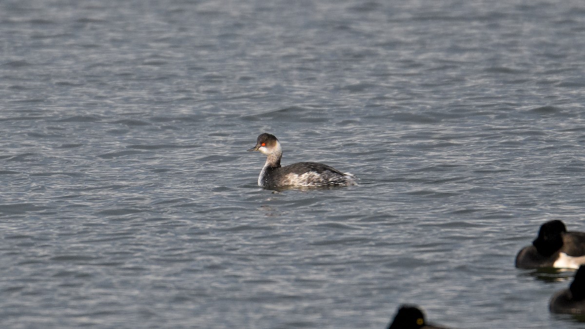 Eared Grebe - ML645595762