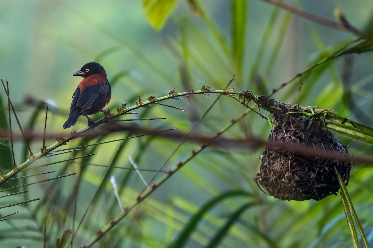 Chestnut-and-black Weaver - ML645595765