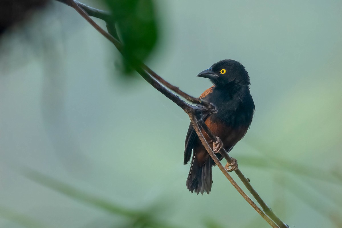 Chestnut-and-black Weaver - ML645595766