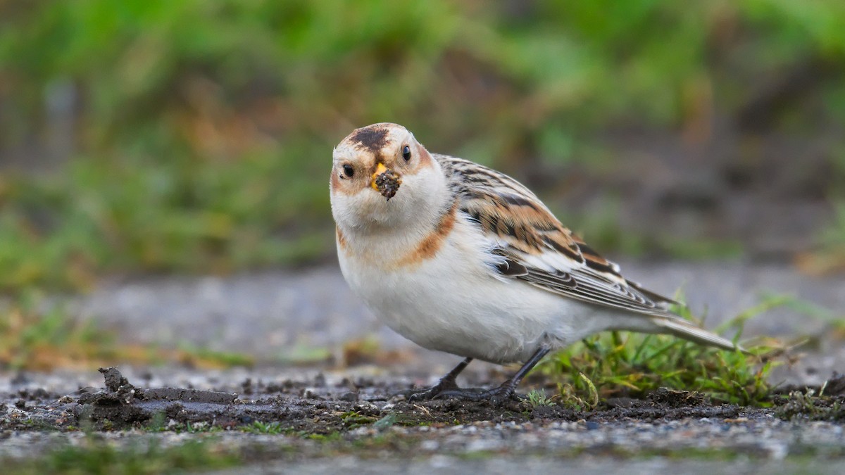 Snow Bunting - ML645595779