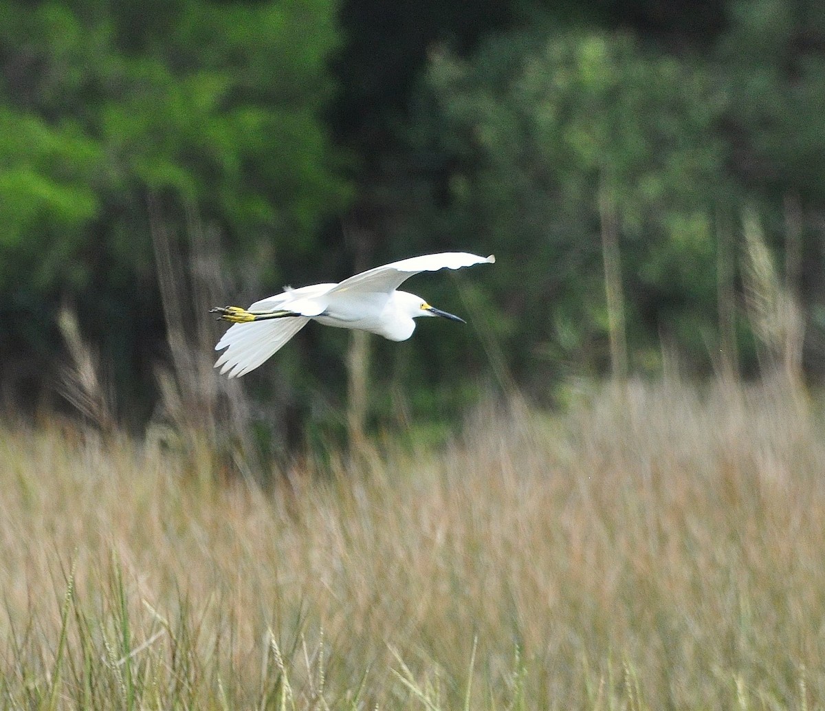 Snowy Egret - ML645595781