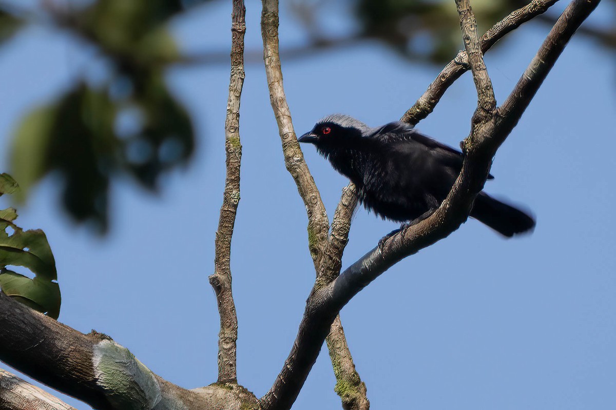 Gray-headed Nigrita - ML645595785