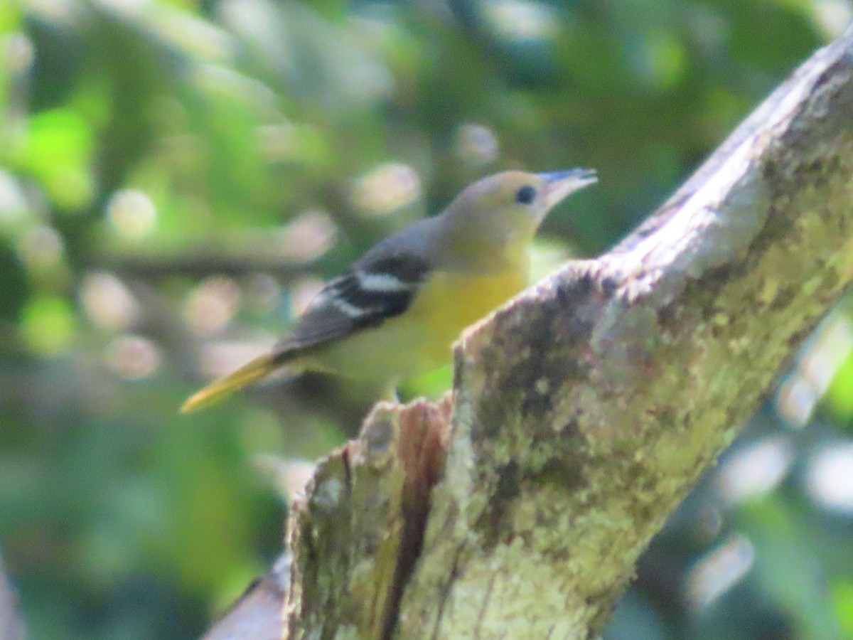 Baltimore Oriole - ML645595786