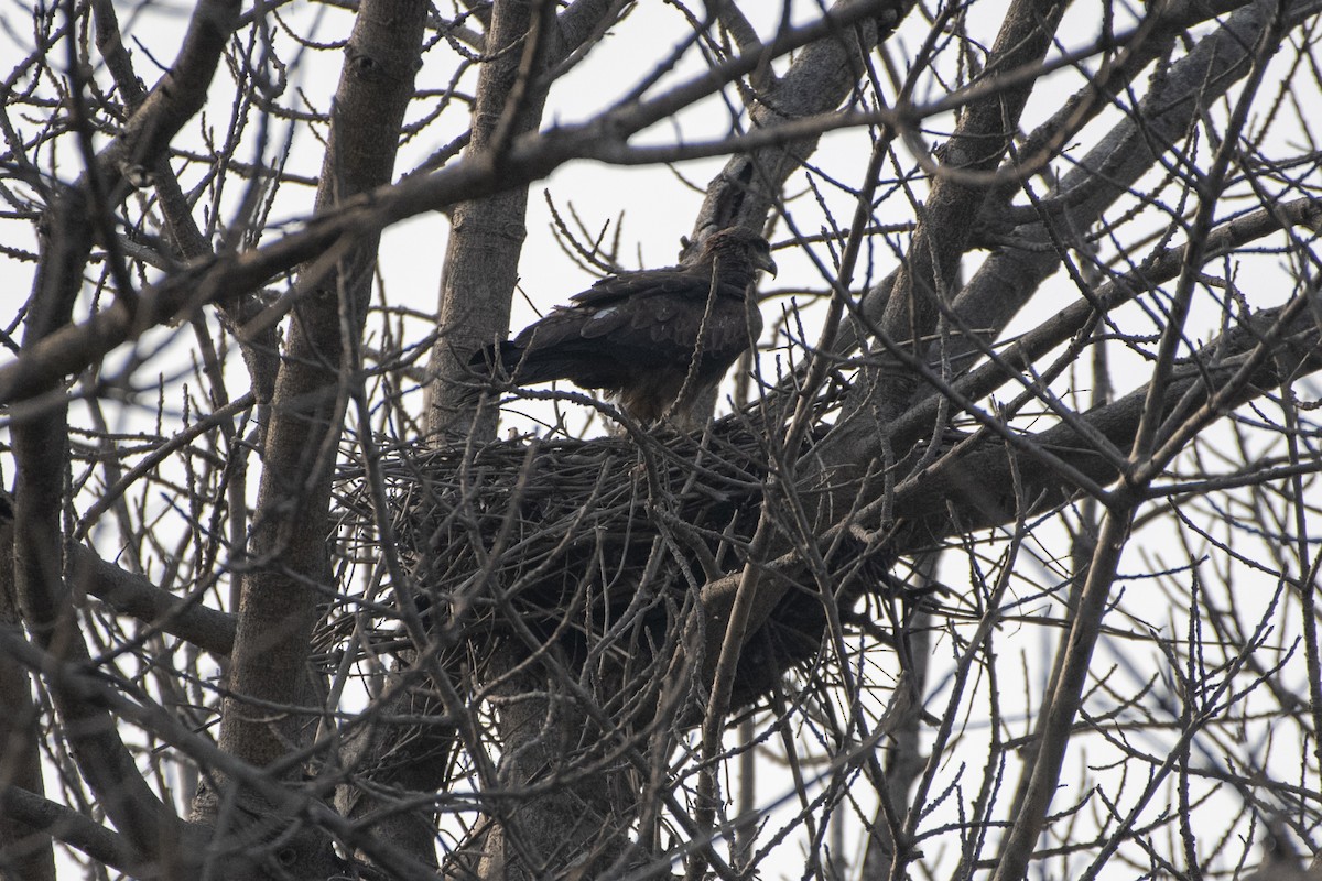 Black Kite - ML645595787
