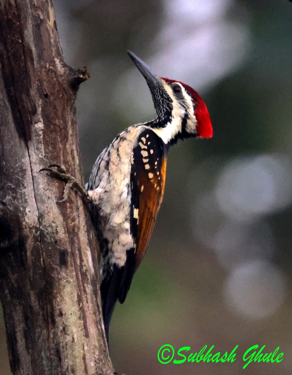 Black-rumped Flameback - ML645595790