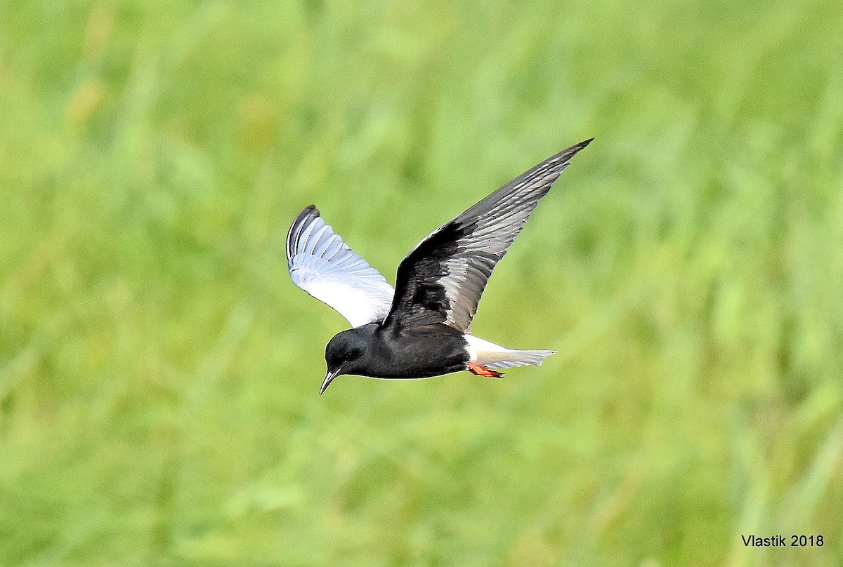 White-winged Tern - ML645595792