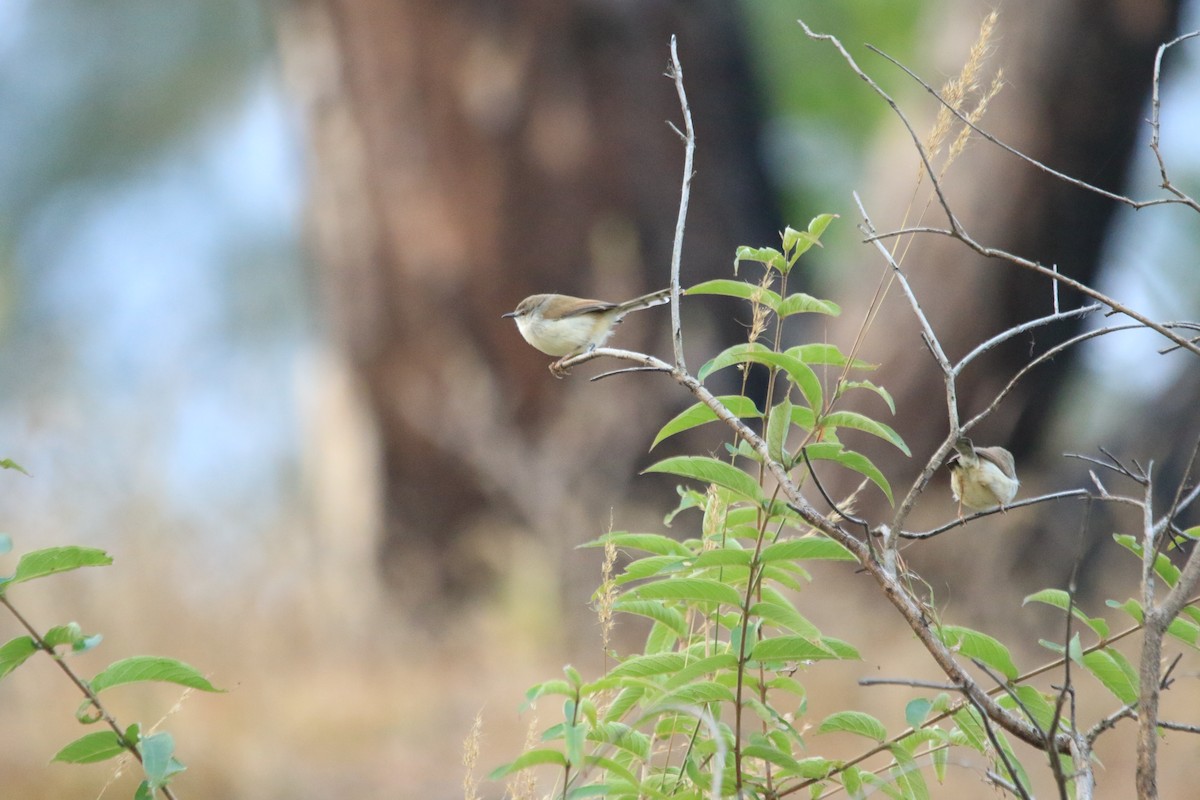 Gray-breasted Prinia - ML645595793