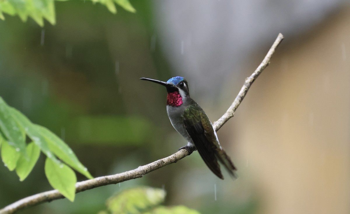 Long-billed Starthroat - ML645595794