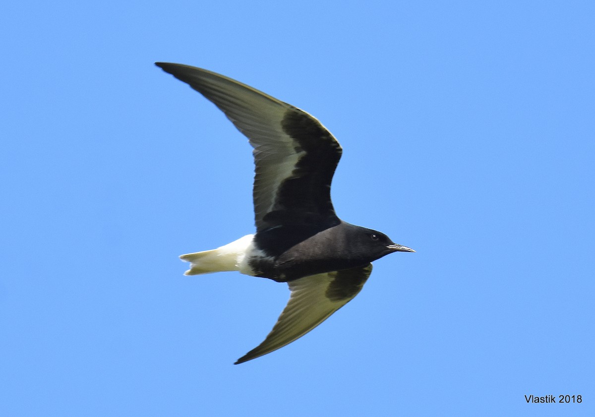 White-winged Tern - ML645595795