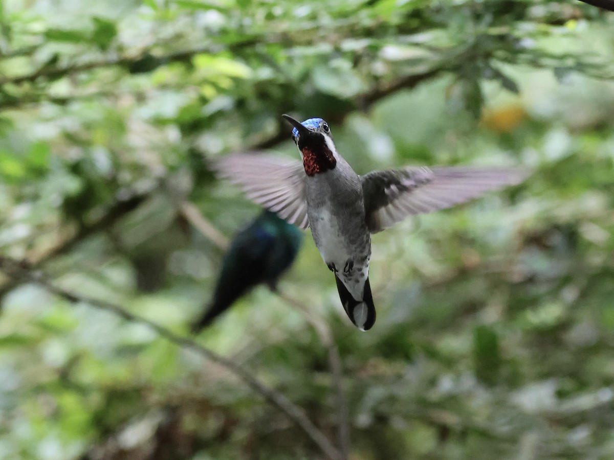 Long-billed Starthroat - ML645595796
