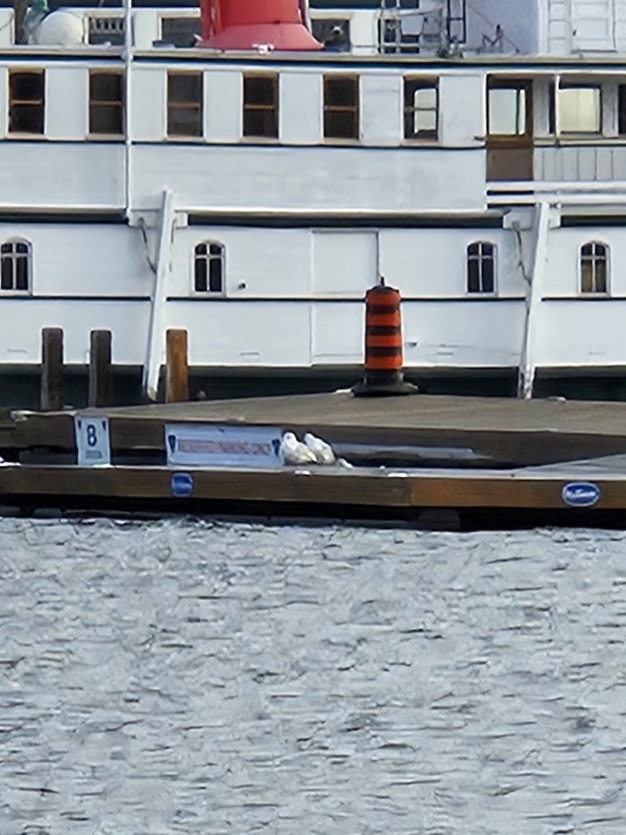 American Herring Gull - ML645595797