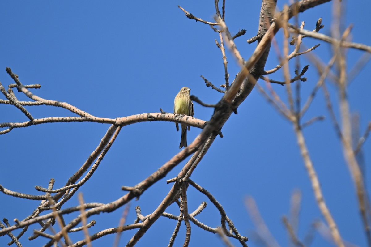 Yellowhammer - ML645595798