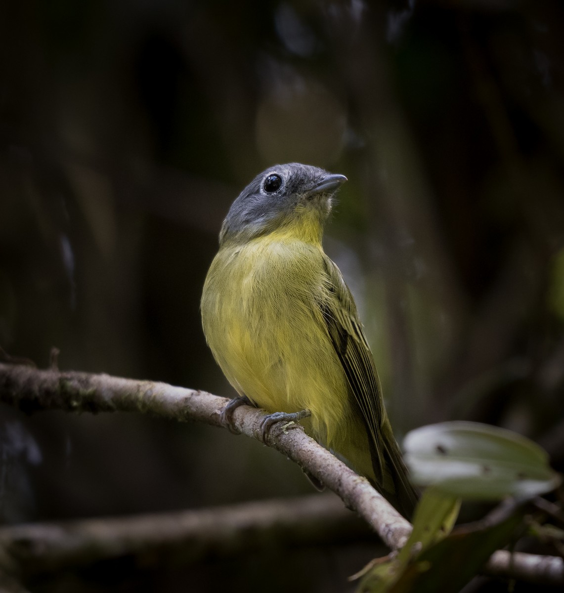 Gray-headed Piprites - ML645595799