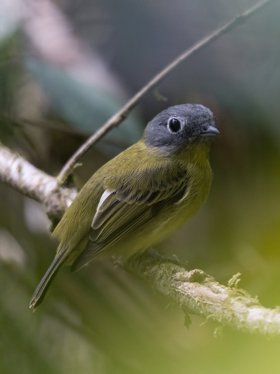 Gray-headed Piprites - ML645595800